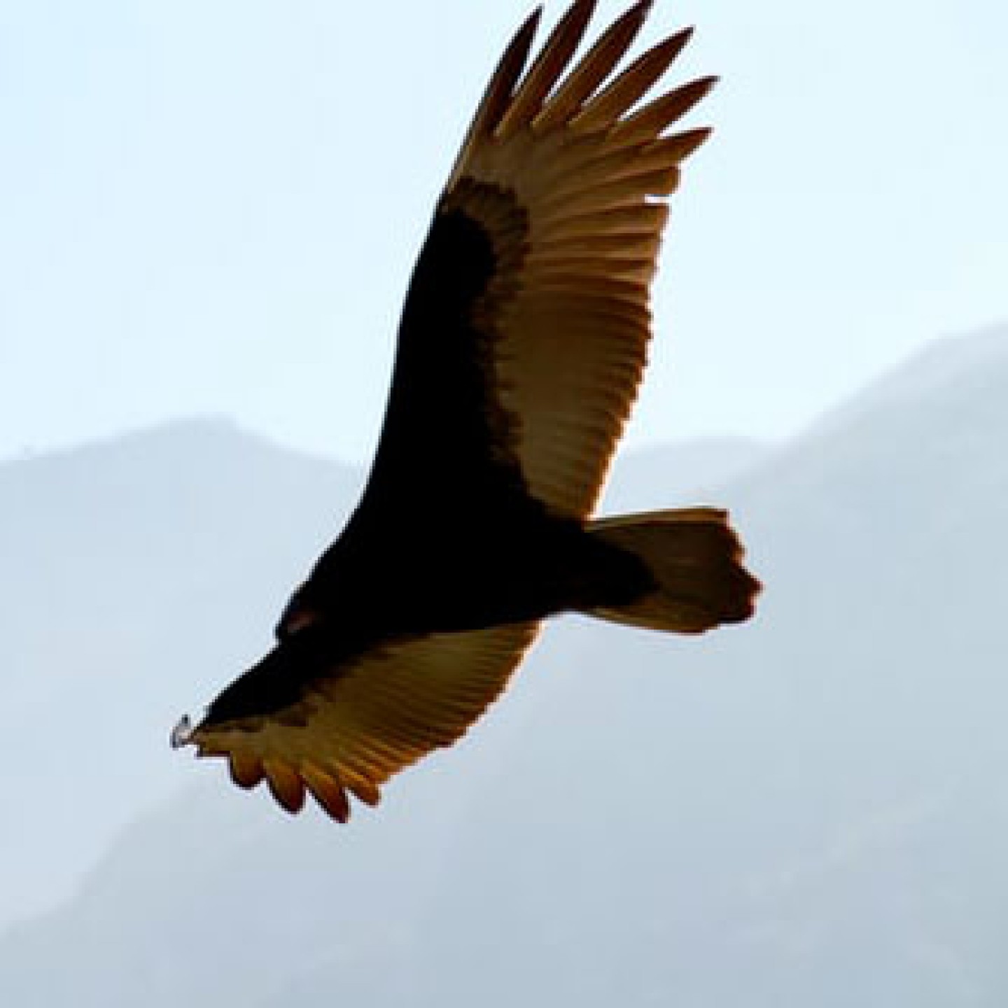 Le vent de la liberté d’Être Soi